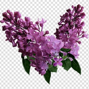 花 紫丁香 
