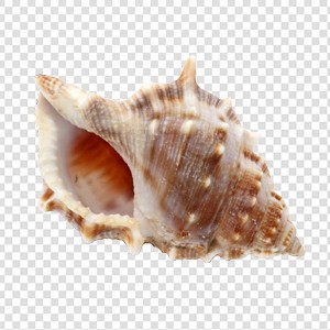 贝壳 海螺壳 