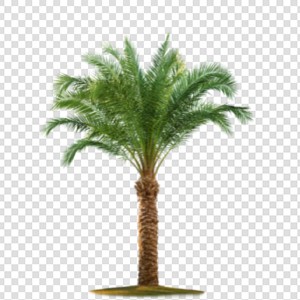 自然 椰子树 