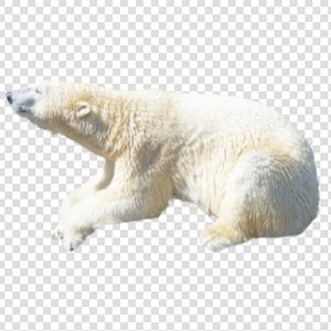 熊 北极熊 