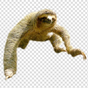 树懒 sloth 
